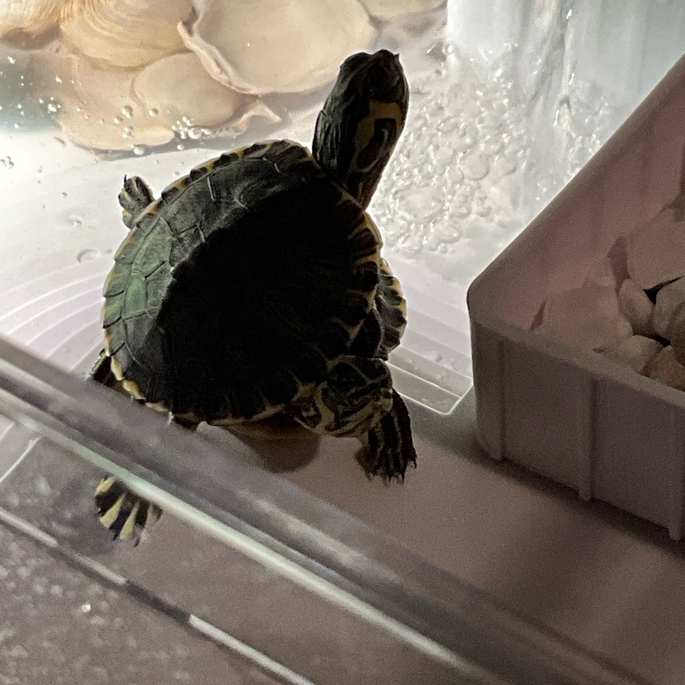 My cute turtles